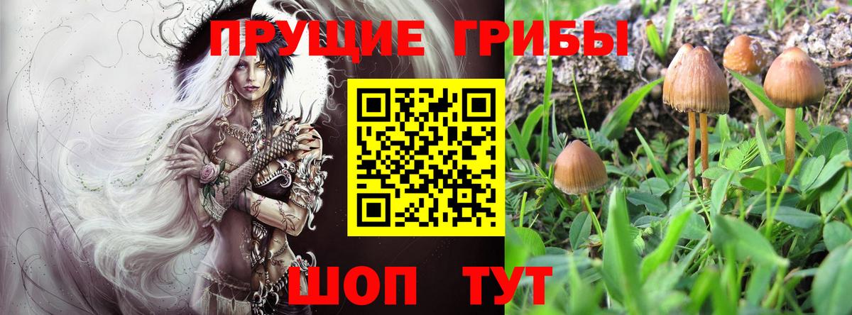 Галлюциногенные грибы Psilocybine cubensis Ижевск